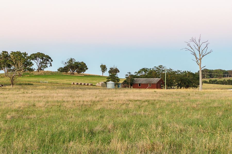 Tall grass and a red barn