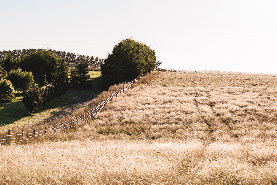 A dry field on the backroads of Blayney, NSW