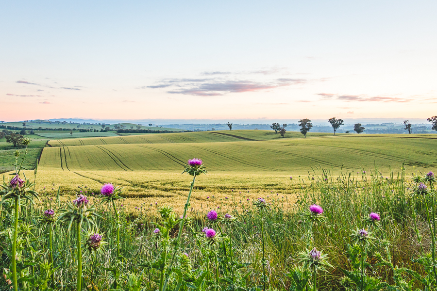 Green farmland at Woodstock